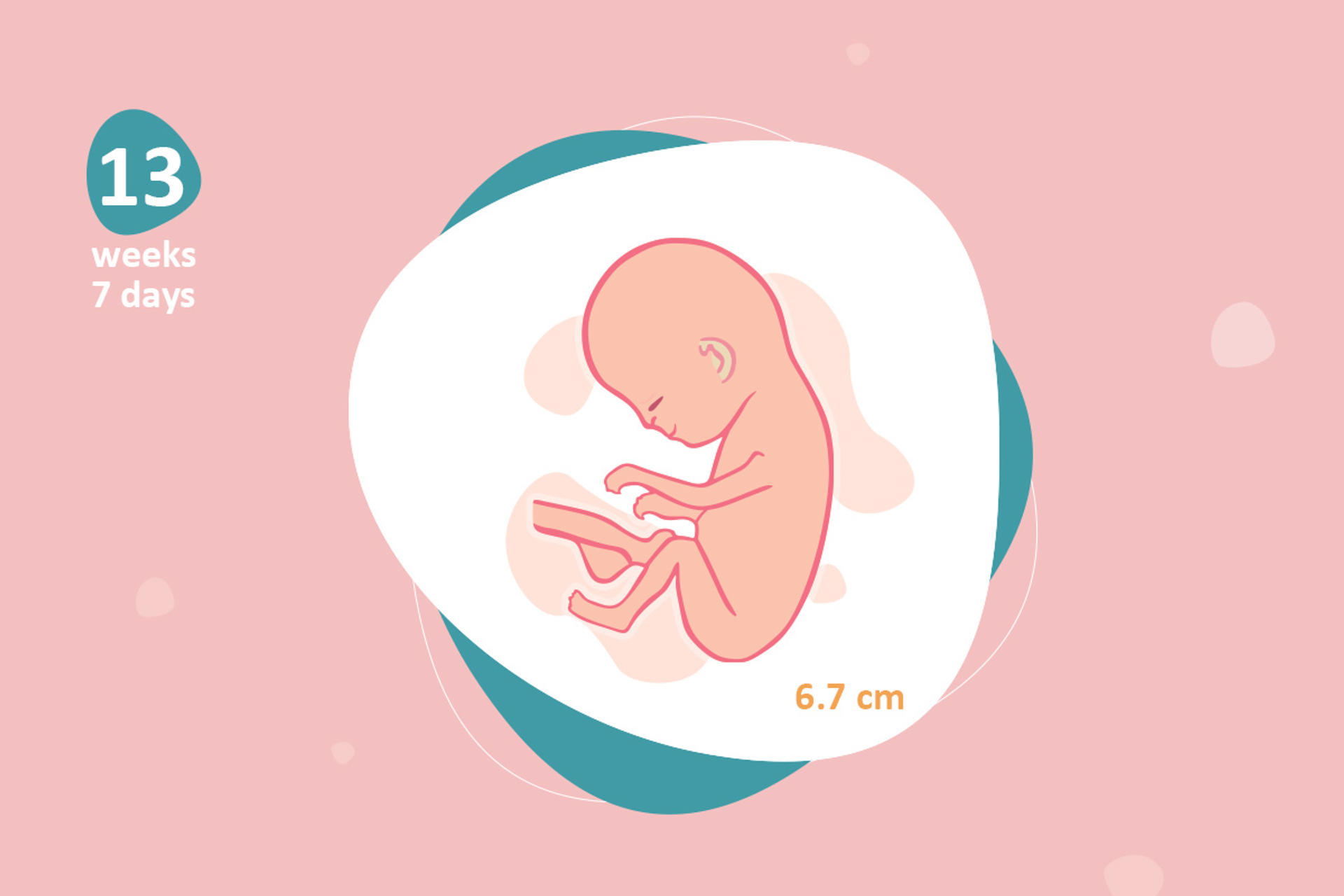 13 weeks and 7 days pregnant