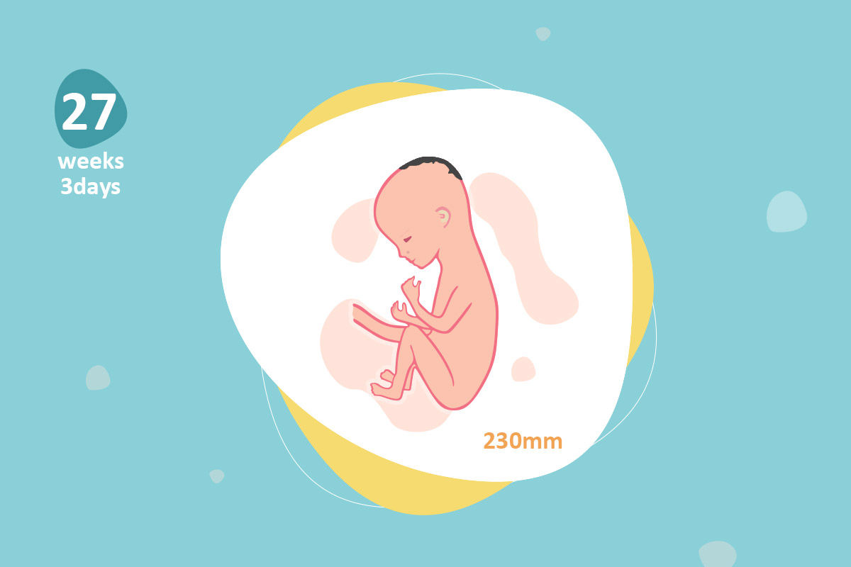 27 tuần thai nhi: Chỉ còn 13 tuần nữa là bé yêu của bạn sẽ chính thức chào đời. Hãy cùng xem hình ảnh thần thái của thai nhi 27 tuần này - bé sẽ có khuôn mặt đáng yêu và cơ thể linh hoạt. Khi nhìn thấy ảnh của con, bạn sẽ cảm thấy cực kỳ hạnh phúc và động viên.