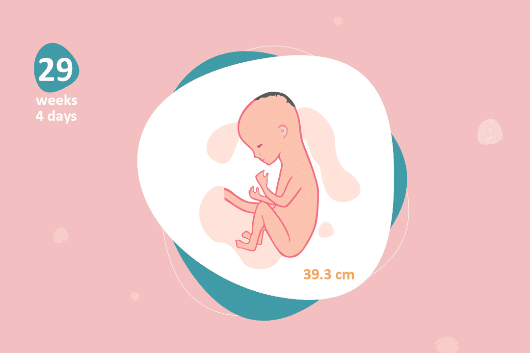 29 weeks and 4 days pregnant - Baby Fetal Progress, Ultrasound ...