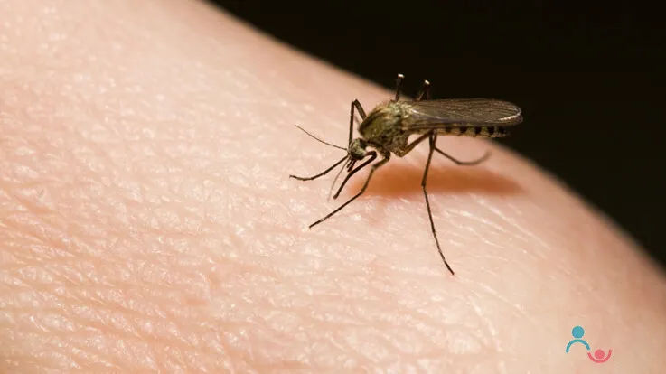 How to Handle Insects and Bug Bites and Ways to Relief It How to Handle Insects and Bug Bites and Ways to Relief It