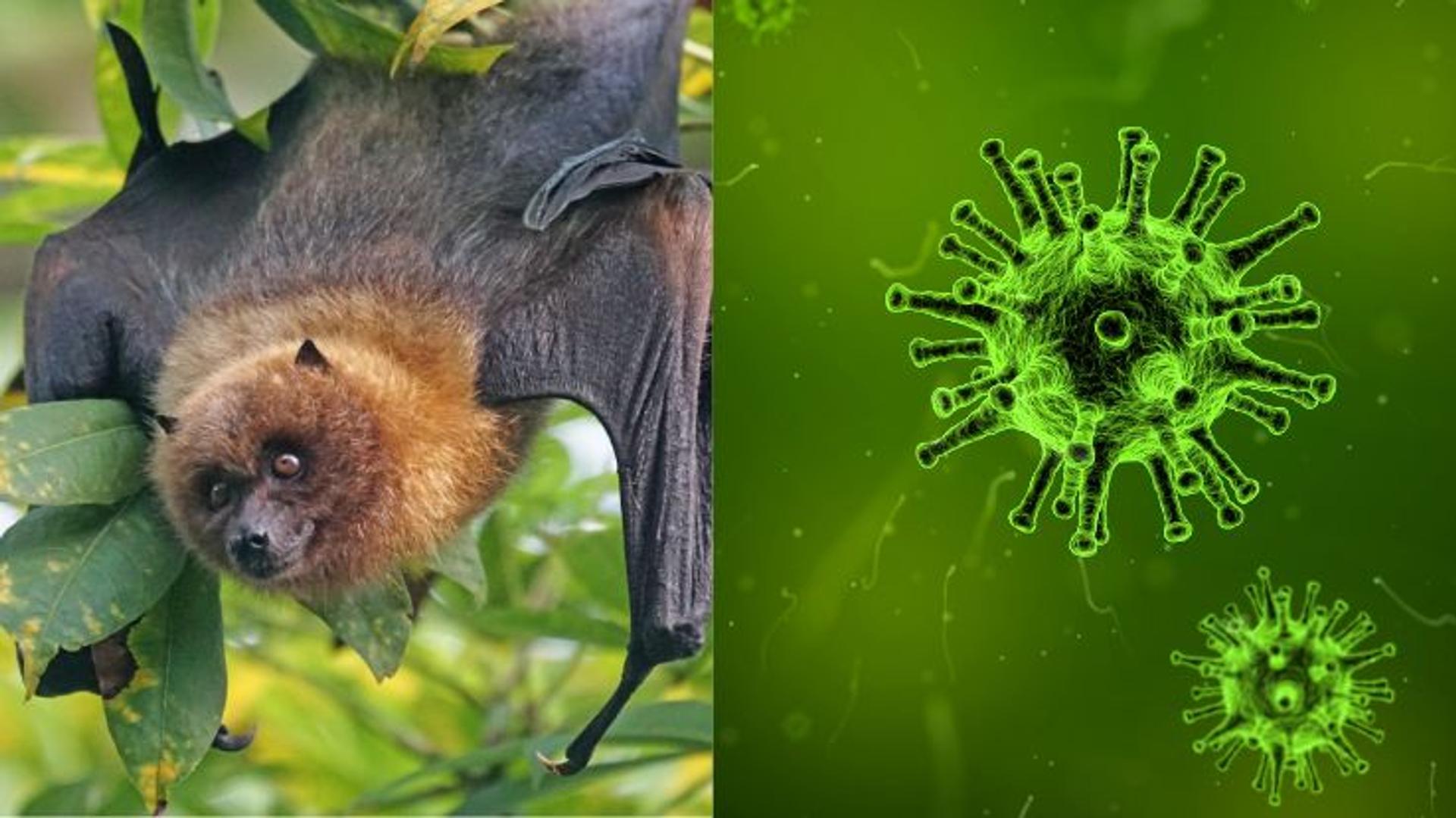Nipah Virus India 2024: Symptoms, Causes, Treatment & Prevention