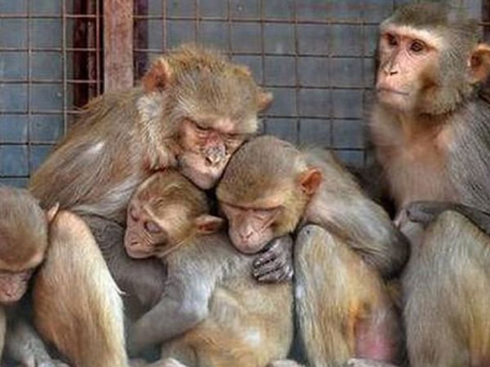 मंकी वायरस के लक्षण और बचाव के उपाय मंकी वायरस के लक्षण और बचाव के उपाय