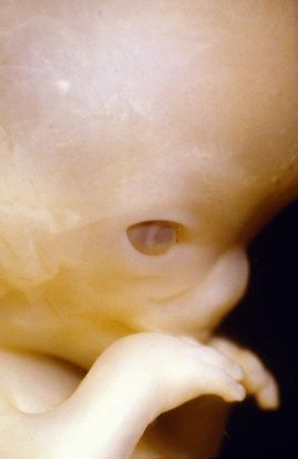 normal heartbeat for 9 week fetus