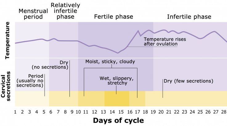 Menstrual Cycle - Week 2 - Day 1 - Baby Fetal Progress, Ultrasound