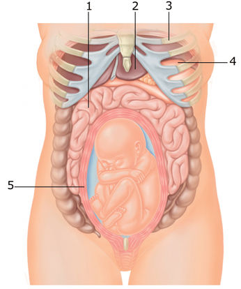 Parentune 25 Weeks And 1 Day Pregnant Baby Fetal Progress Ultrasound Nutrition Tips And Advice