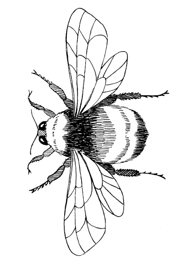 Free Printable Bumblebee Coloring Pages Bumblebee Coloring Pictures 