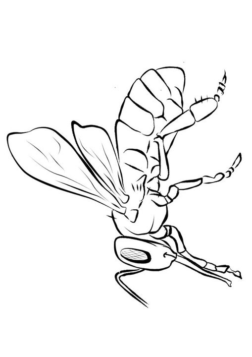 Free Printable Gaint Bee Coloring Picture Assignment Sheets Pictures 