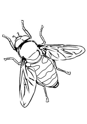 Download Free Printable Bumblebee Coloring Pages, Bumblebee ...