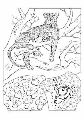 cheetah pictures to color