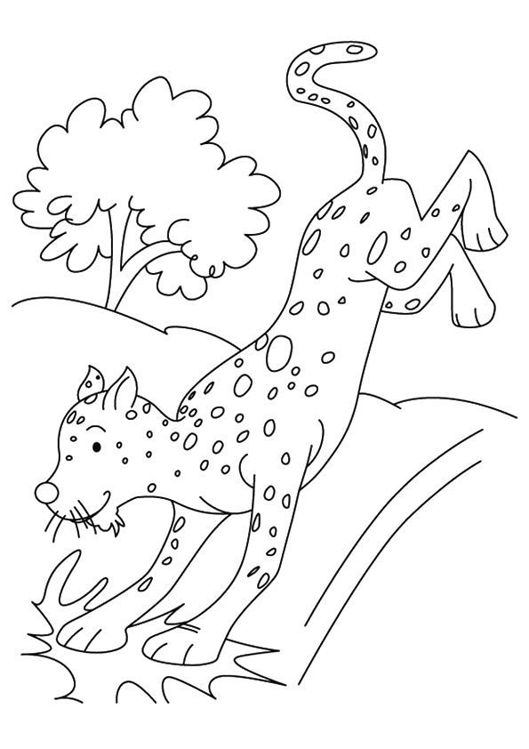 Download Free Printable Cheetah Coloring Pages, Cheetah Coloring ...