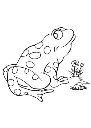 Free Printable Frog Coloring Pages Frog Coloring Pictures