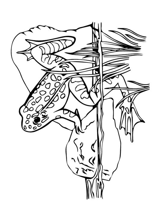 Free Printable Frog Coloring Pages, Frog Coloring Pictures for