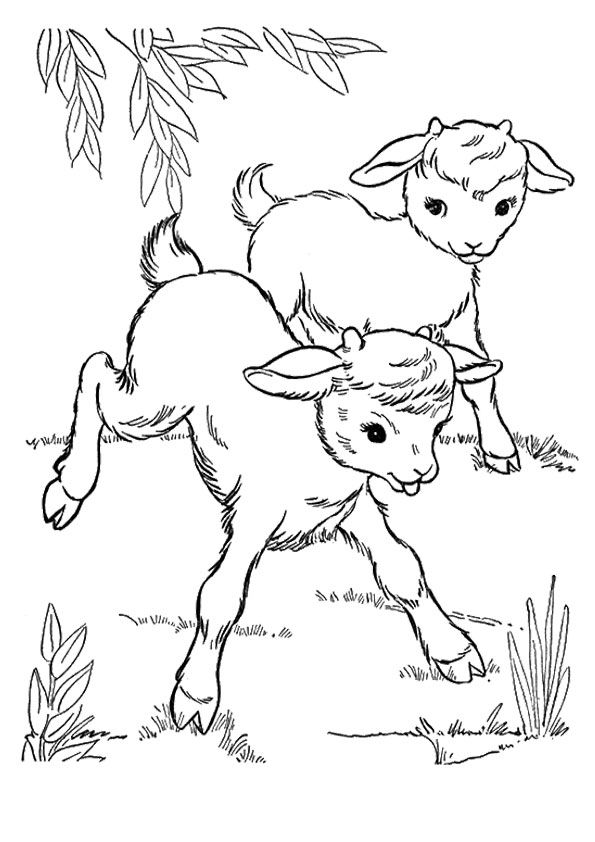 Download Free & Printable 2 Goats Playing Coloring Picture, Assignment Sheets Pictures for Child ...