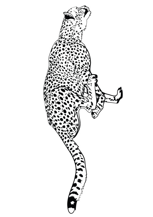 leopard running drawing