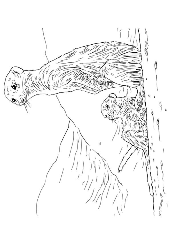 Free Printable Meerkat Coloring Pages, Meerkat Coloring Pictures for
