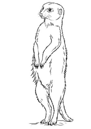 free printable meerkat coloring pages meerkat coloring