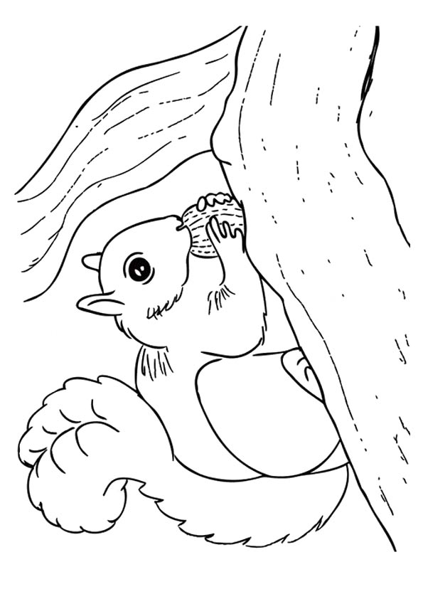 Free Printable Squirrel Coloring Pages, Squirrel Coloring Pictures for