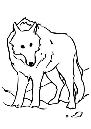 Free Printable Wolf Coloring Pages, Wolf Coloring Pictures for ...