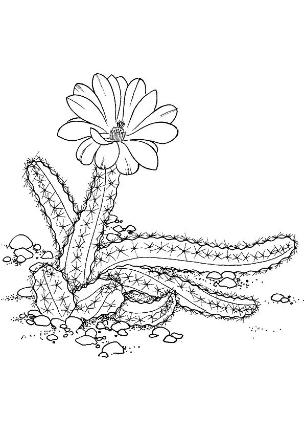 Free Flowers Coloring Pages, Printable Flowers Coloring Pictures