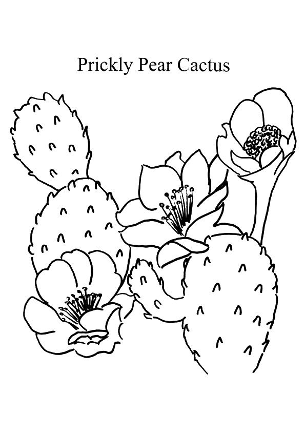 pear coloring pages