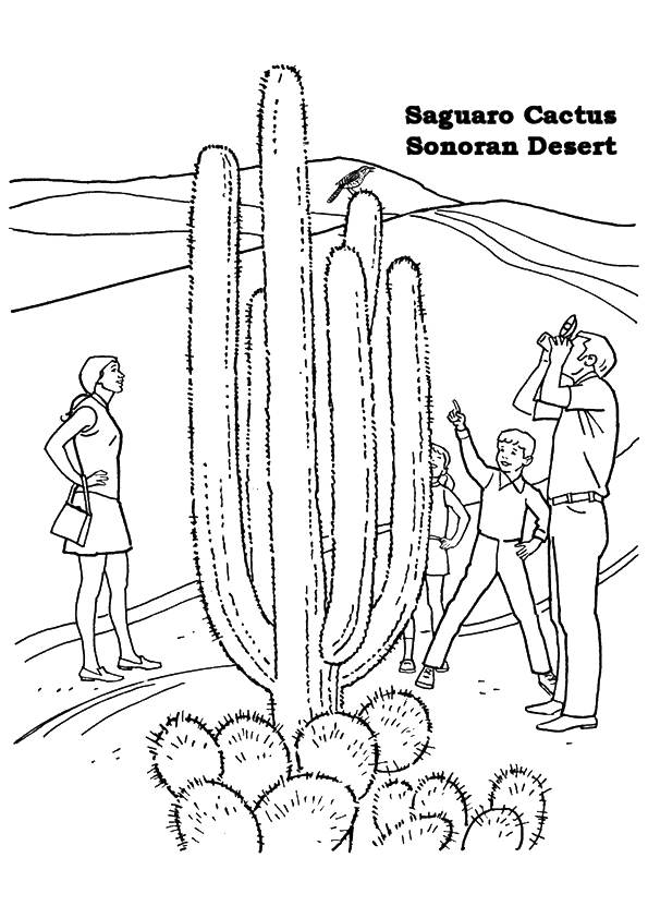 Free Simple Saguaro Cactus Coloring Pages : 200+ vectors, stock photos