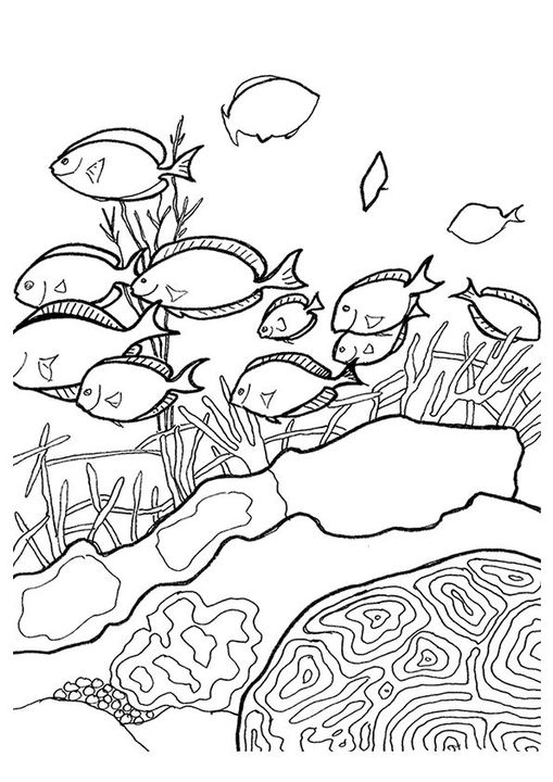 Free Printable Coral Coloring Pages, Coral Coloring Pictures for ...