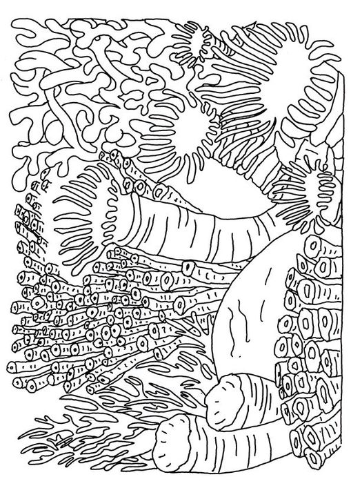 Biome Coloring Sheet Tramadol Colors