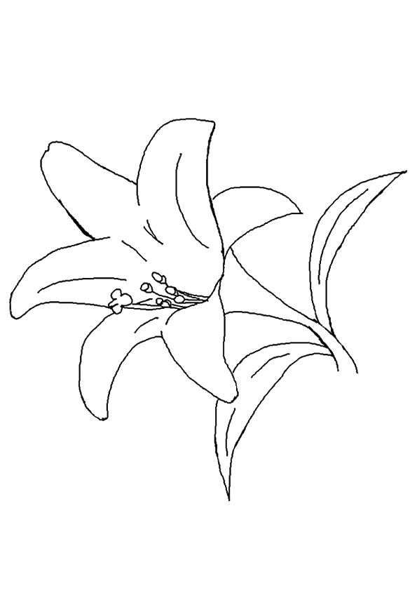 genda flower clipart to color