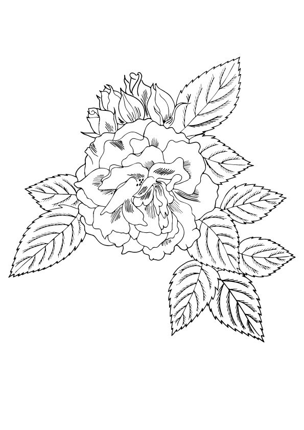 Download Free Printable Rose Coloring Pages, Rose Coloring Pictures ...