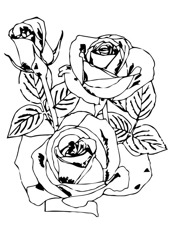 Free Printable Rose Coloring Pages, Rose Coloring Pictures for
