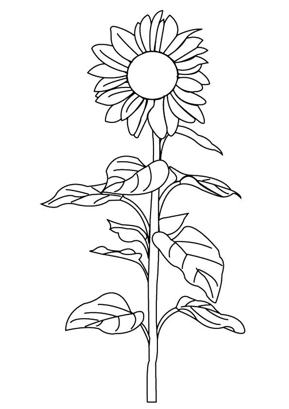 simple sunflower coloring page