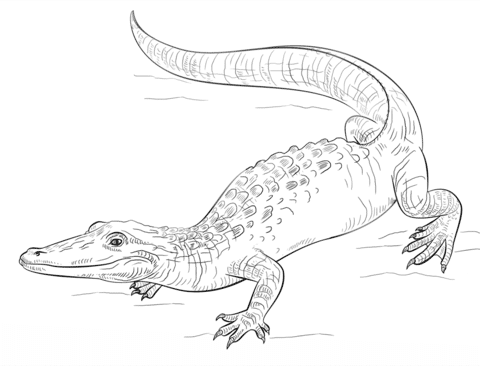 reptile coloring pages