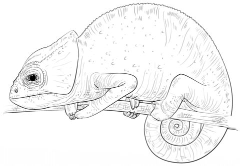 Download Free Reptiles Coloring Pages, Printable Reptiles Coloring Pictures, Worksheets for Preschoolers ...