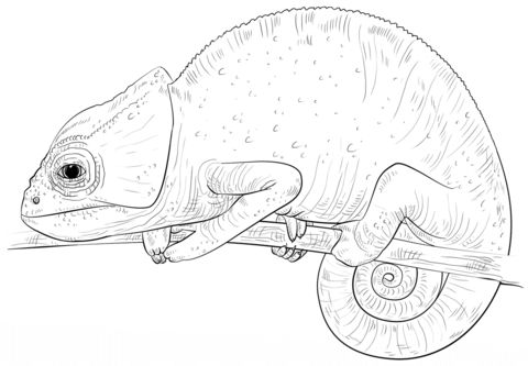 reptile coloring pages