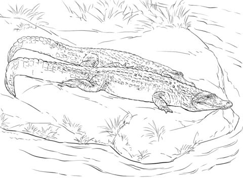 Free Reptiles Coloring Pages, Printable Reptiles Coloring Pictures