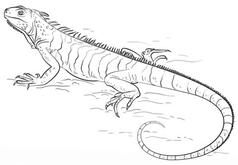 parentune  free printable lizards coloring pages lizards