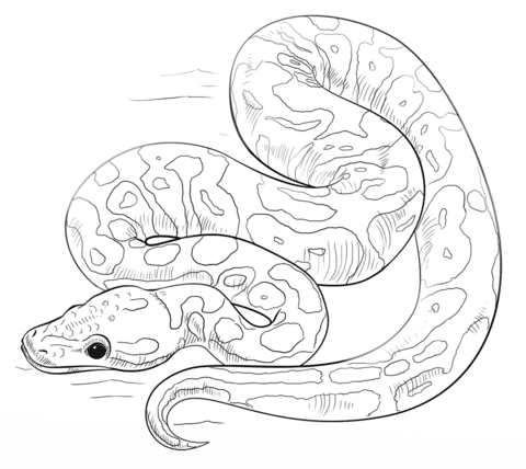 Parentune Free Printable Ball Python Coloring Picture Assignment Sheets Pictures For Child