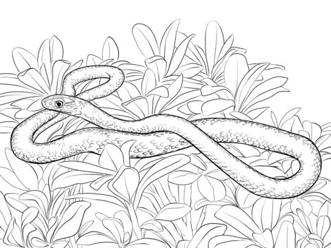Download Free Printable Snakes Coloring Pages, Snakes Coloring Pictures for Preschoolers, Kids ...