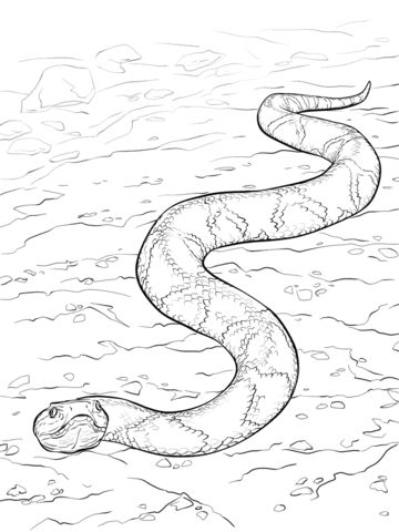 Free & Printable Copperhead Snake Coloring Picture, Assignment Sheets ...