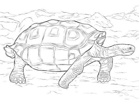 Download Free Printable Terrapin Coloring Pages, Terrapin Coloring Pictures for Preschoolers, Kids ...
