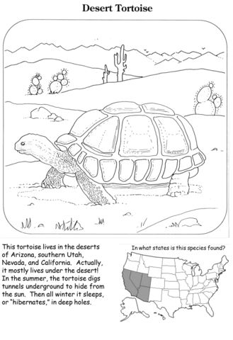➤Free Reptiles Coloring Pages, Printable Reptiles Coloring Pictures,  Worksheets for Preschoolers 