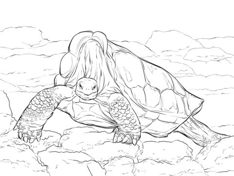 galapagos island coloring pages