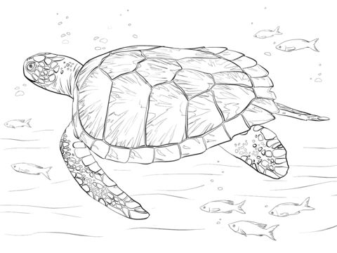 sea turtle coloring page realistic