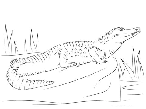 Download Free Printable Alligators Coloring Pages, Alligators Coloring Pictures for Preschoolers, Kids ...