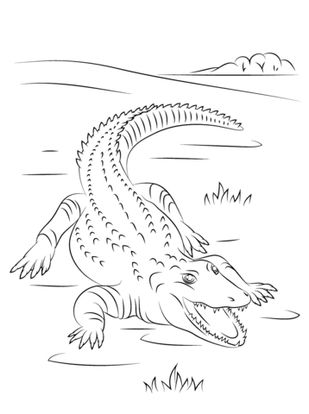 Parentune Free Printable Australian Saltwater Crocodile Coloring Picture Assignment Sheets Pictures For Child