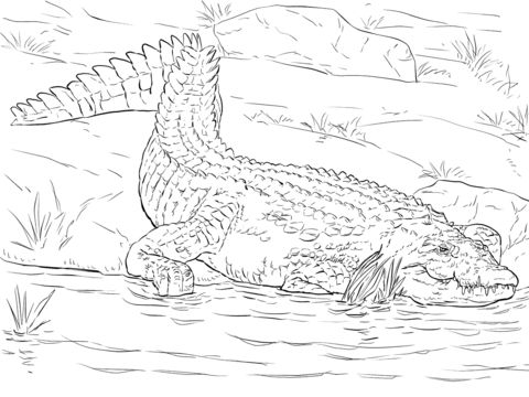 baby crocodile coloring page
